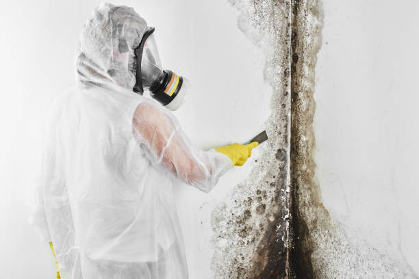 Best Forensic Mold Investigation  in Dalhart, TX