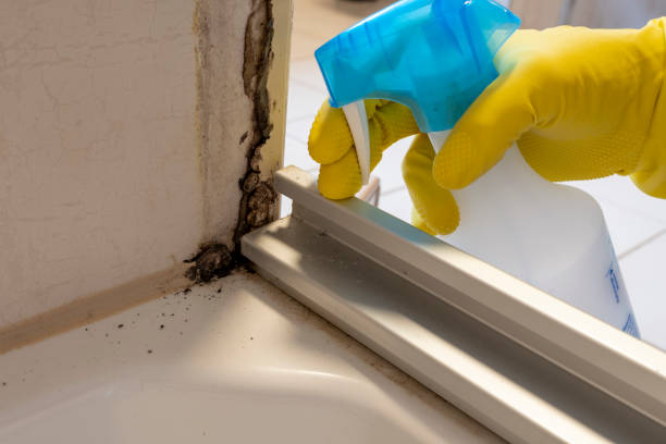 Professional Mold Remediation in Dalhart, TX