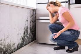 Best Emergency Mold Remediation  in Dalhart, TX